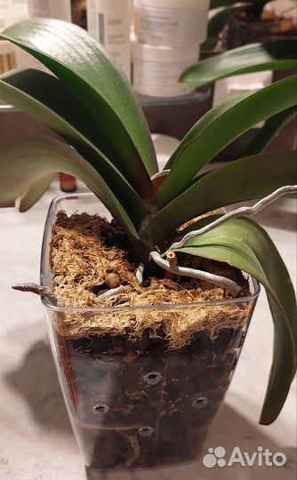 Орхидея фаленопсис