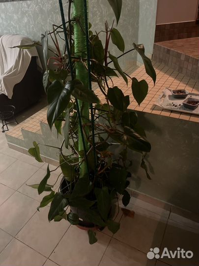 Филодендрон цветы