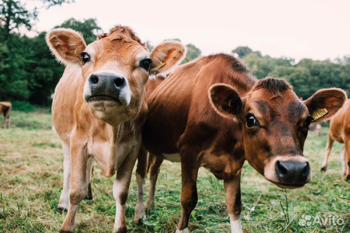 Доильный аппарат аид-2