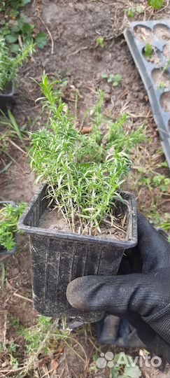 Флокс шиловидный White delight