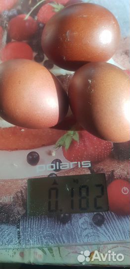 Инкубационные яйца Маран