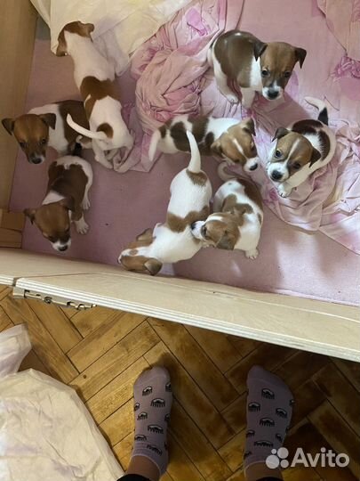 Щенки джек Рассел терьер