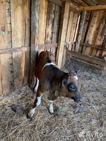 Телёнок - бычок