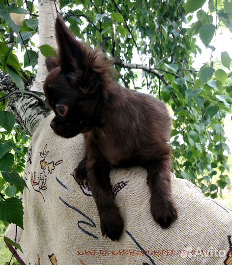 Щенки чихуахуа мальчики