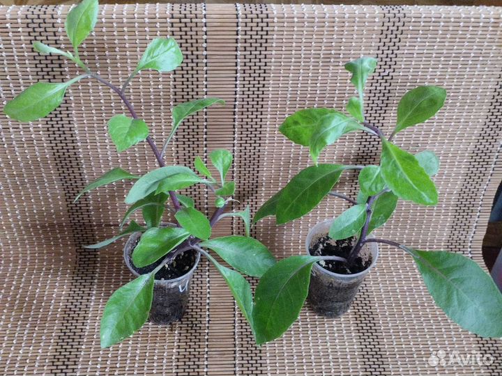 Джинура прокумбенс