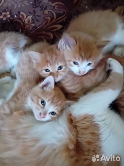 Отдам в добрые руки