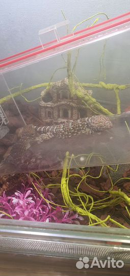 Геккон токи