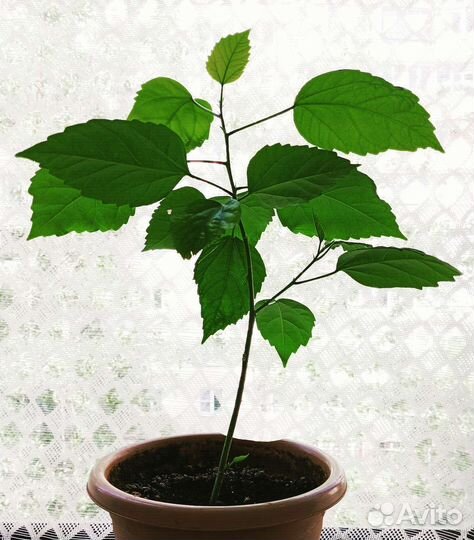 Роза комнатная домашняя