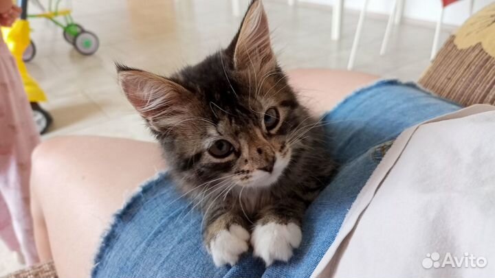 Кошечка Мейн-Кун