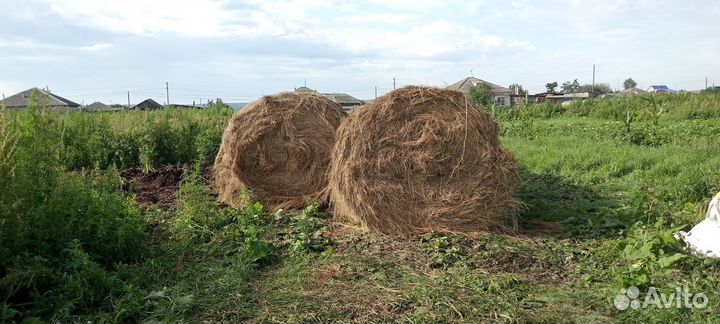 Продам сено в рулонах