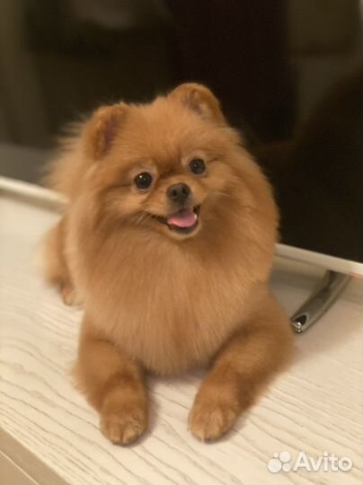 Стрижка собак и кошек