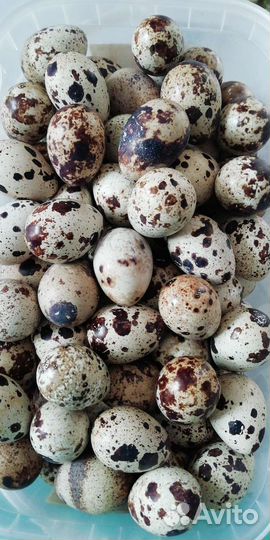 Инкубационное яйцо перепелов