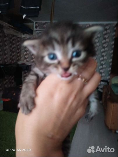 Котята в дар бесплатно