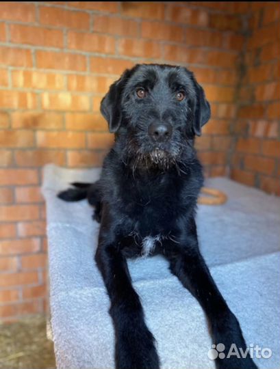 Продается собака