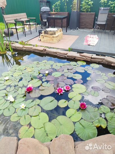 Нимфеи для пруда в больших горшках