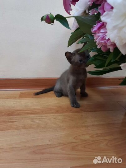 Котята европейской бурмы