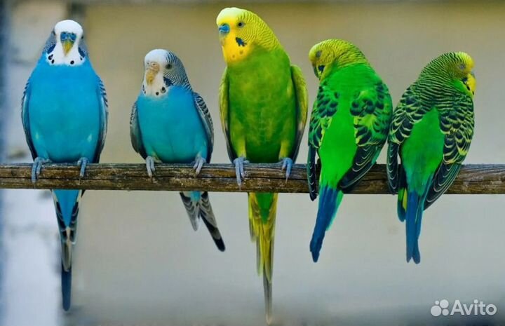 Продам попугаев
