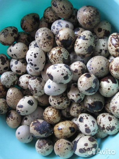 Яйца перепелиные домашние