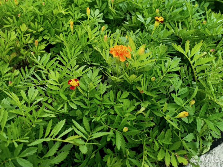 Рассада и семена бархатцы