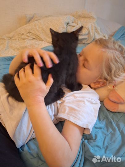 Котенок в добрые руки