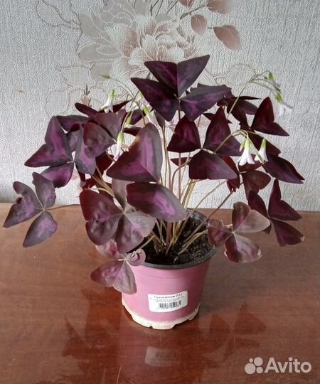 Кислица оксалис