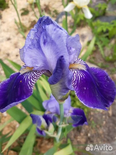 Ирисы сортовые,ежевика сортовая