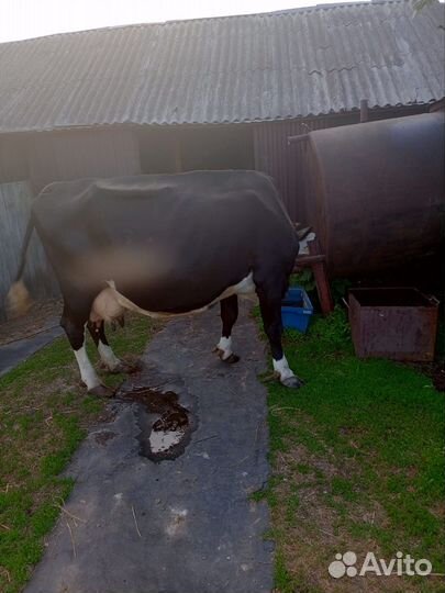 Корова дойная