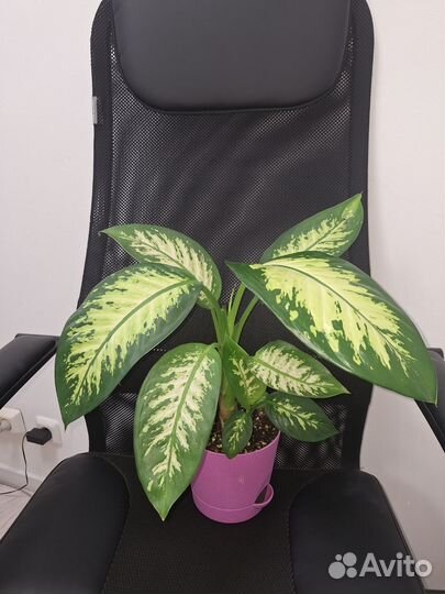 Диффенбахии, аглаонема