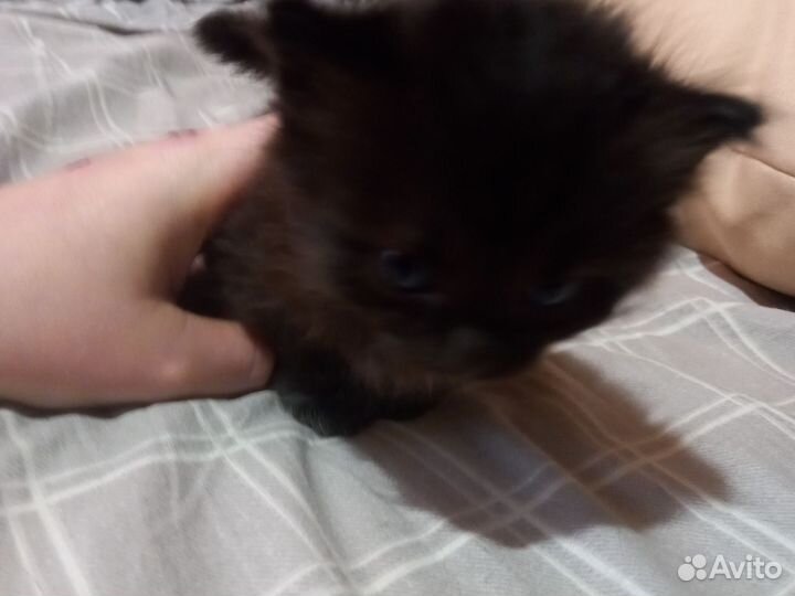 Котята в добрые руки 1 мальчик 2 девочки