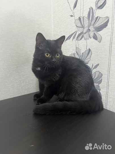 Котенок в добрые руки