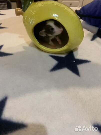 Крысята дамбо