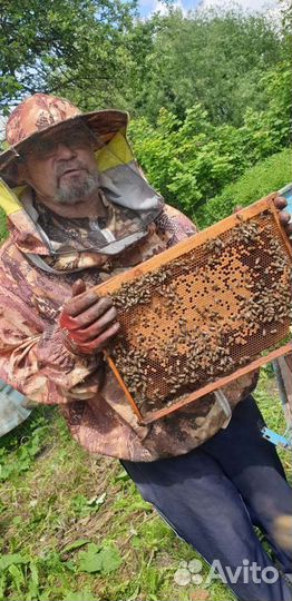 Улей с пчёлами