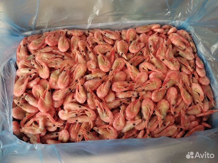 Креветка северная