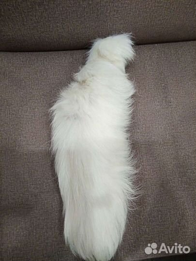 Хвостик песца