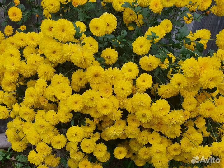 Продам кустики хризантемы