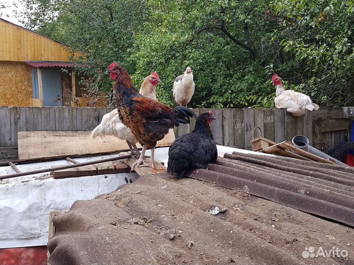 Утки на мясо