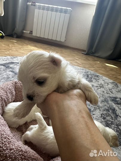 Щенки мальтезе