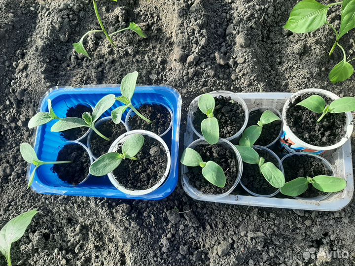 Рассада дыня