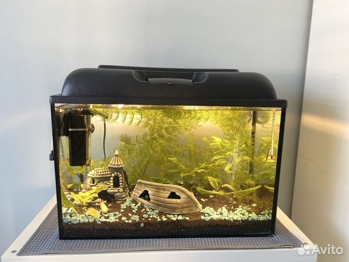 Аквариум 60 л под ключ / рыбки / техника / декор