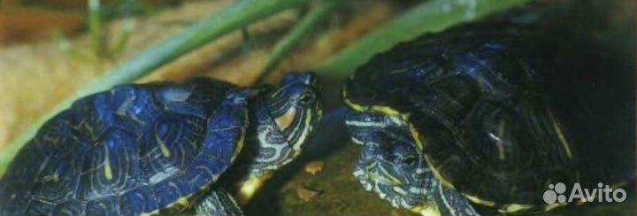 Черепахи