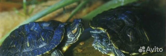Черепахи