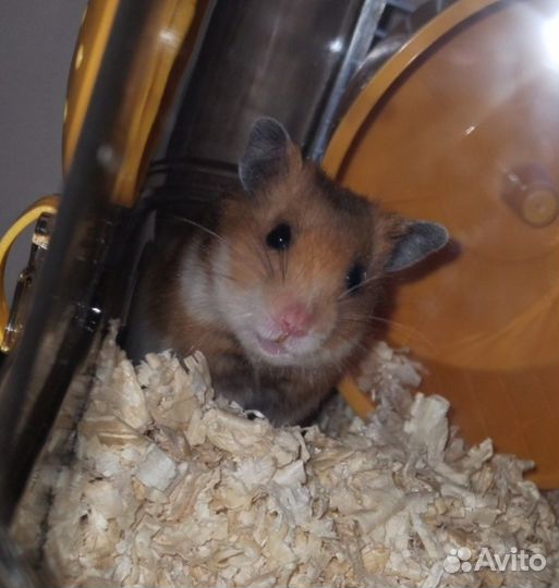 Сирийский хомяк