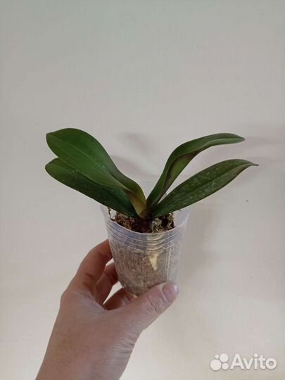 Phal. SKB Black Lace x (Brother Amar x Heliodor