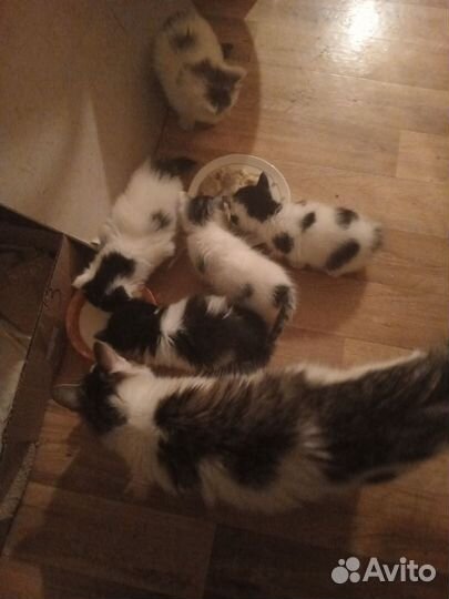 Котята
