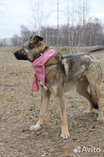 Собачка, похожая на бельгийскую овчарку