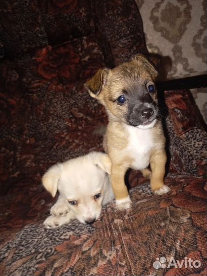 Щеночки в добрые руки