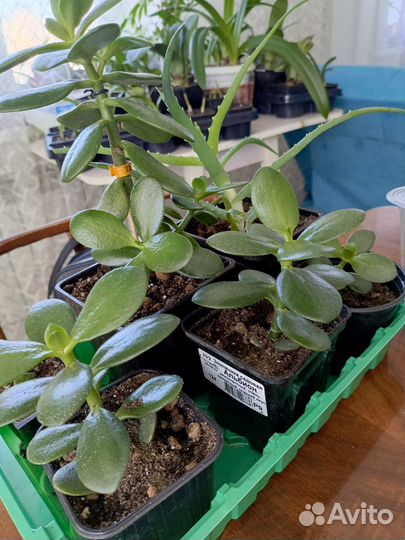 Гемантус, сингониум, алое вера и др. Цветы