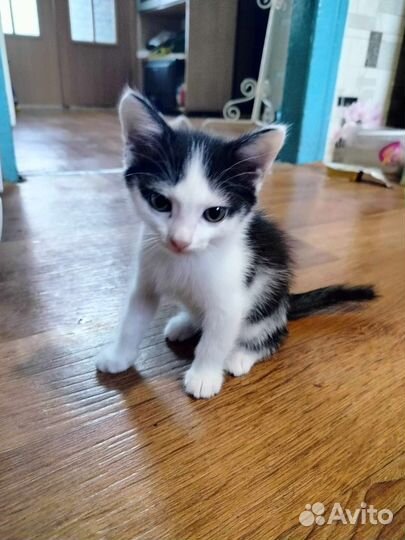 Котята в дар