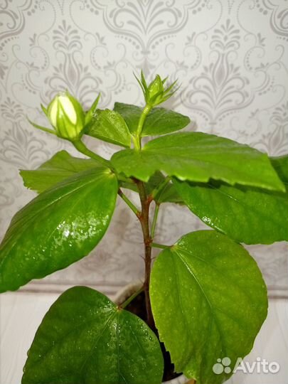 Гибискус желтый махровый