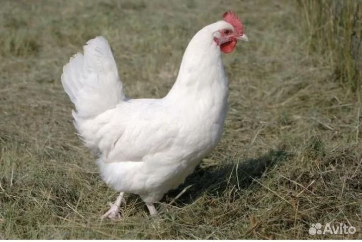 Куры несушки